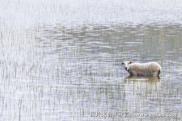 2018养湖羊赚钱吗？湖羊养殖的利润与投资成本及前景预测