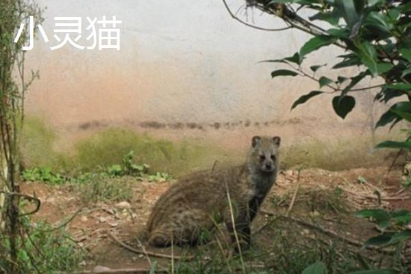 小灵猫市场价格多少钱一只 大灵猫和小灵猫的区别是什么