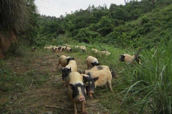 土猪怎么打开销路？提高自身竞争力，与用户或收购商签合同