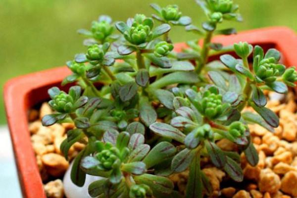 多肉植物小人祭怎么养 小人祭什么时候开花