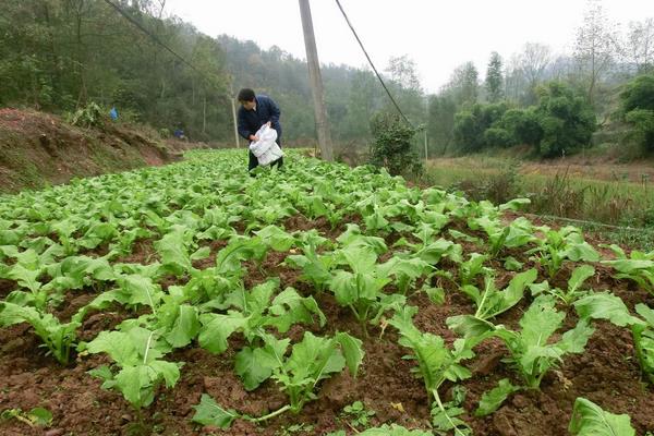 北方榨菜种植时间