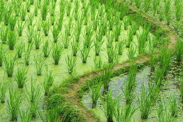 2018种茭白赚钱吗？茭白种植的利润与投资成本及前景预测