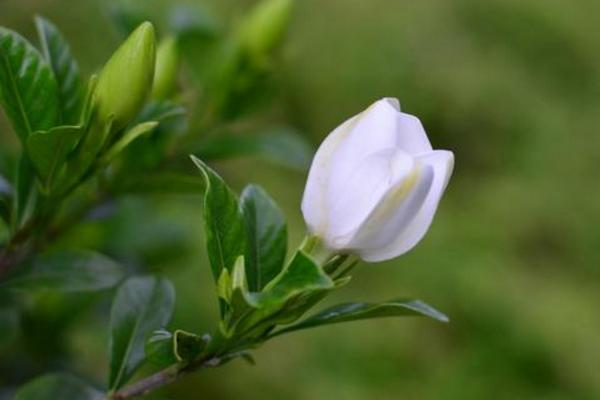 小叶栀子花怎么养 小叶栀子花养殖方法与注意事项