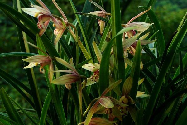 2018种兰花赚钱吗？兰花种植的利润与投资成本及前景预测