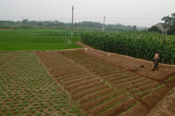 板蓝根种植技术要点