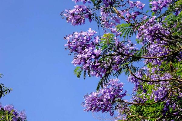 蓝花楹图片大全 蓝花楹花语及寓意