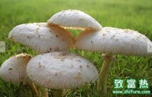 草菇的营养价值和功效,草菇做法建议