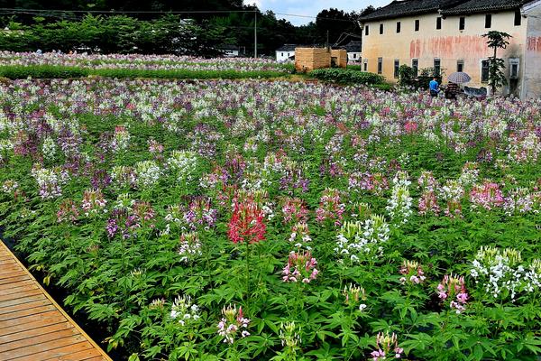 醉蝶花怎么种 醉蝶花种植方法与注意事项