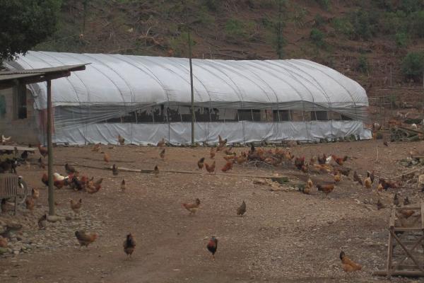 散养鸡场设计图 散养鸡舍的建造方法