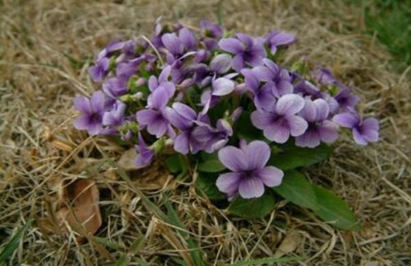 紫花地丁图片大全 紫花地丁的药用价值