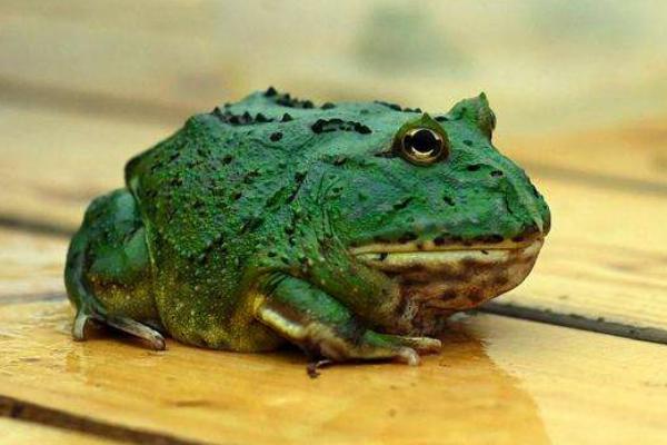 不外品种的分歧,也会影响角蛙的市场价钱,像马逊角蛙,又称为霸王角蛙