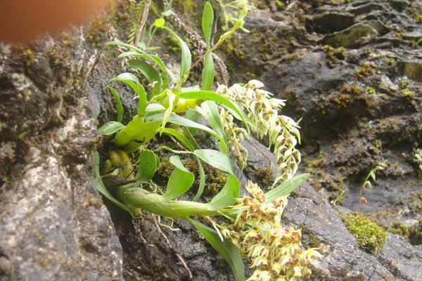 2018种石斛赚钱吗？石斛种植的利润与投资成本及前景预测