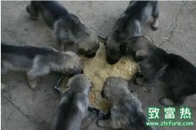 2016养肉狗赚钱吗?2016肉狗养殖前景及市场价格行