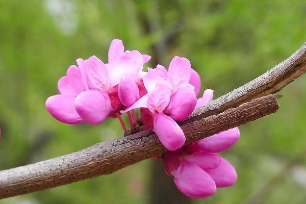 紫荆花怎么养 紫荆花养殖方法与注意事项