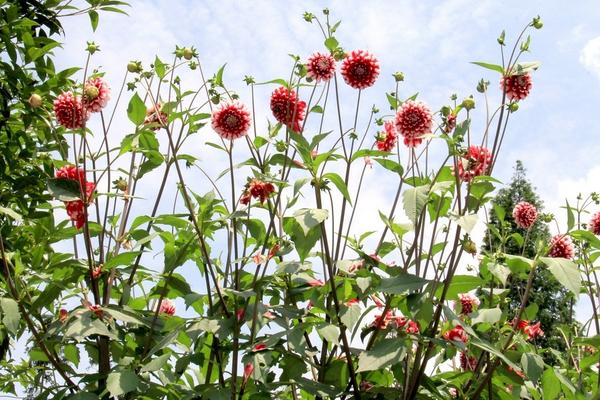 大丽花怎么种 大丽花种植方法与注意事项