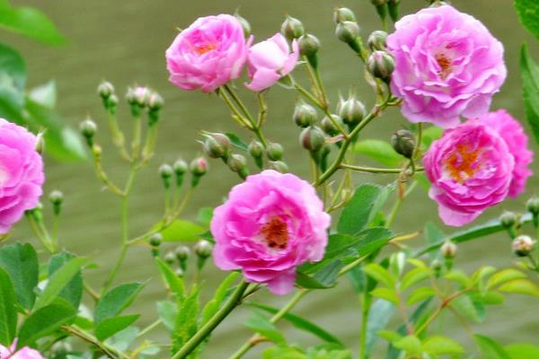 蔷薇花怎么修剪枝叶 蔷薇花怎么扦插繁殖