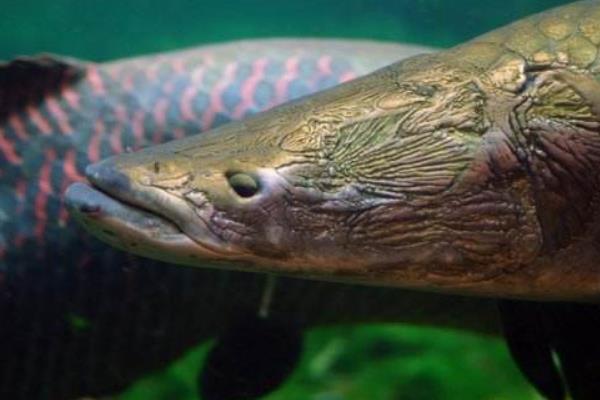 巨骨舌鱼苗市场价格多少钱一条巨骨舌鱼能不能