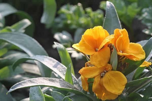 桂竹香图片大全 桂竹香花语及寓意