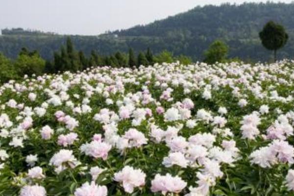 白芍种植技术 白芍怎么种植