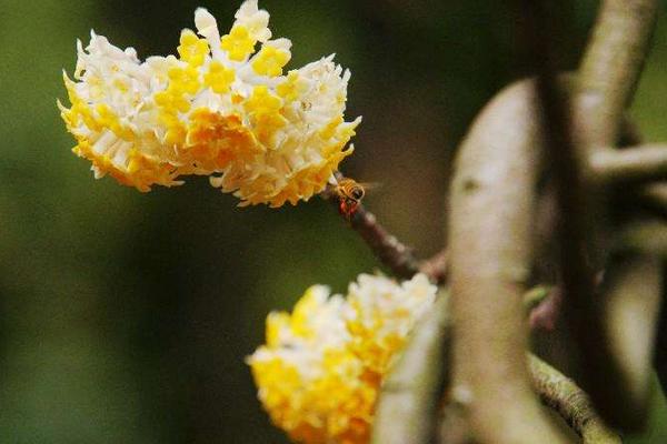 结香花功效与作用 结香花药用价值