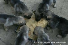 2018养肉狗赚钱吗?肉狗养殖的利润与投资成本及前