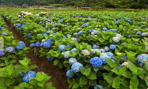 八仙花的观赏价值 八仙花的花期是多久