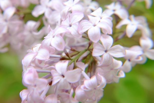 丁香花图片大全 丁香花花语及寓意 丁香花有哪些品种