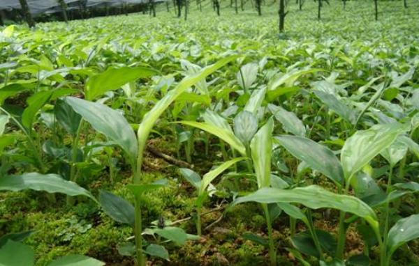 草果种植收入高吗 草果种植一亩要多少苗