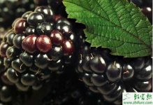 种黑莓育苗培育