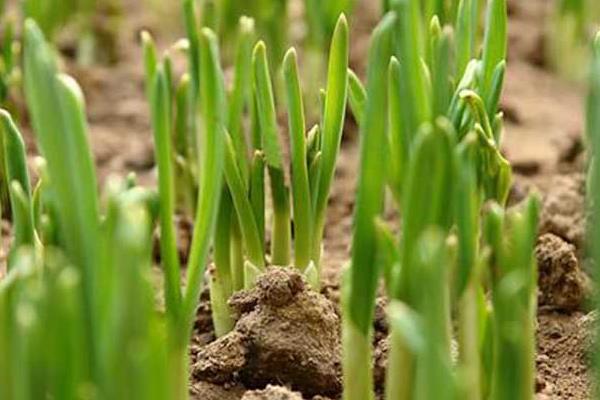 韭菜夏秋季种植注意事项