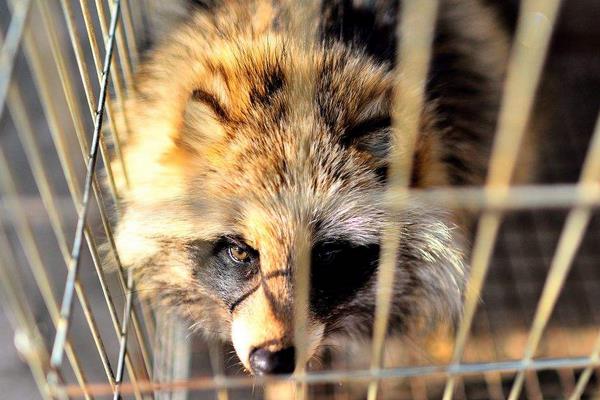 養殖貉子怎樣防治白鼻子病