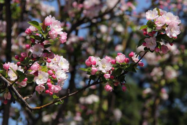 海棠花图片大全 海棠花花语及寓意 海棠花有几种（什么颜色）