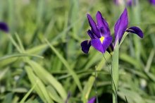 花菖蒲图片大全,花菖蒲花语及寓意