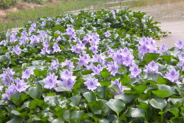 2018种水葫芦赚钱吗？水葫芦种植的利润与投资成本及前景预测