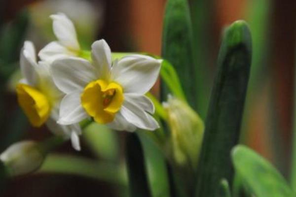 如何养水仙花 水仙花怎么种