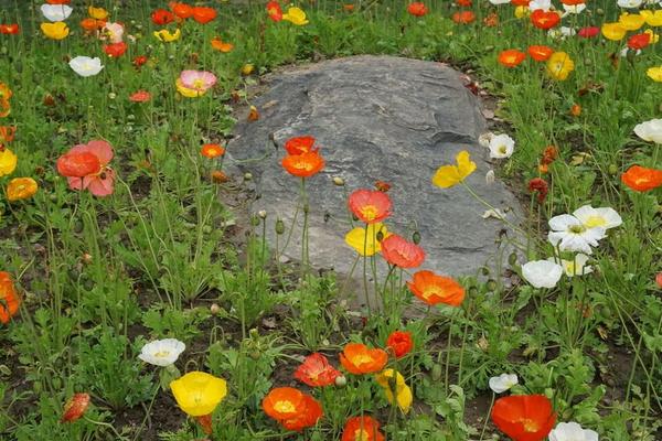 虞美人种子怎么种植 虞美人什么时候播种（种植时间）