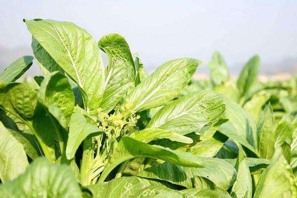 菜心怎么种（好种吗） 菜心的种植方法和时间