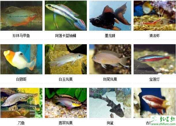 觀賞魚種類大全海水型熱帶小型觀賞魚名字