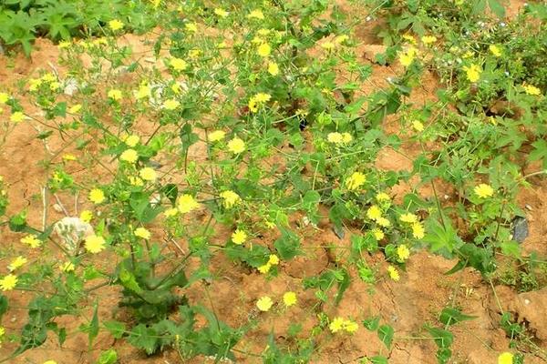 苦荬菜种植技术（什么时候播种） 苦荬菜适宜温度湿度