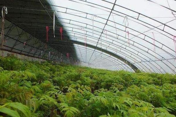 大棚种植什么最赚钱 大棚种植的特点及优势是什么