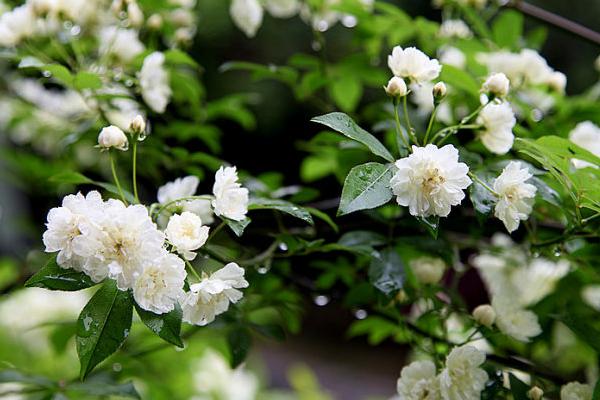 七里香花图片大全 七里香花语及寓意