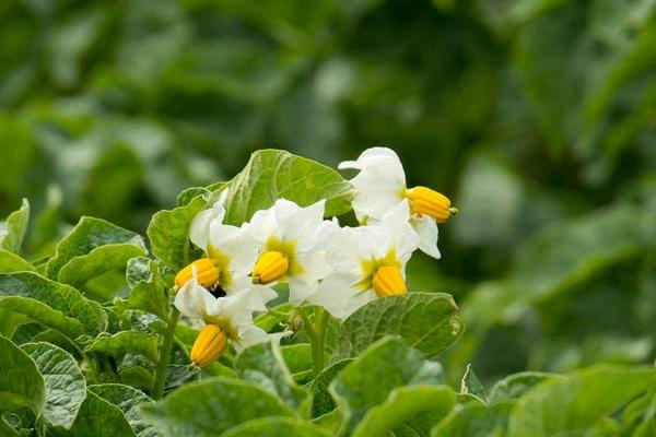 2018种土豆赚钱吗？土豆种植的利润与投资成本及前景预测