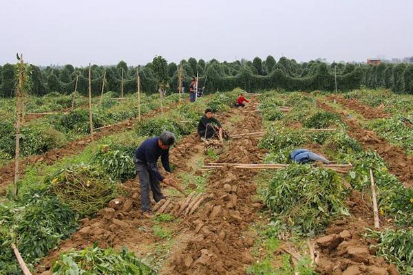 淮山药图片大全