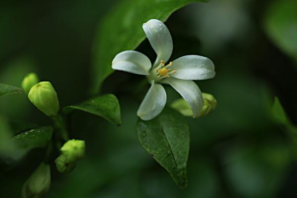 七里香花图片大全 七里香花语及寓意