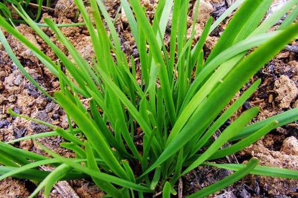 韭菜夏秋季种植注意事项