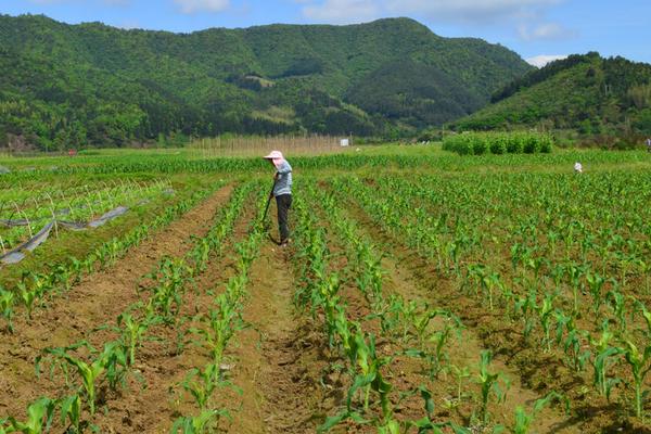 2018种玉米赚钱吗？玉米种植的利润与投资成本及前景预测