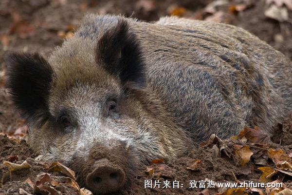 2018养野猪赚钱吗？野猪养殖的利润与投资成本及前景预测