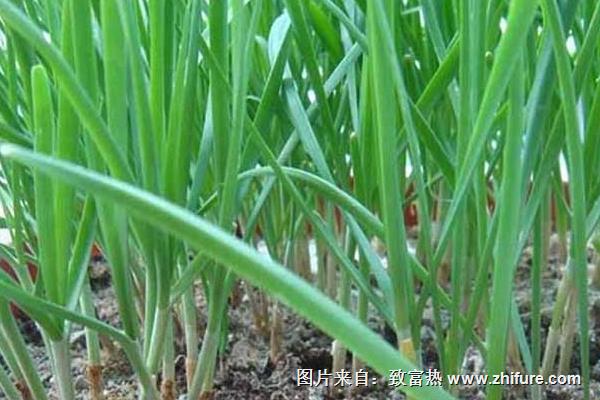 韭菜夏秋季种植注意事项