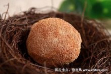 2018种猴头菇赚钱吗?猴头菇种植的利润与投