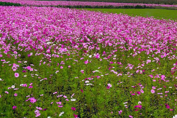 波斯菊种子怎么种 波斯菊种子种植方法与注意事项